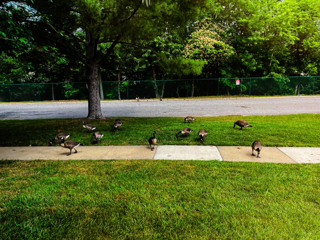 The Importance of Rest: Insights from My Neighborhood&nbsp;Walk